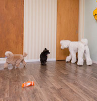 dog*family 犬の幼稚園