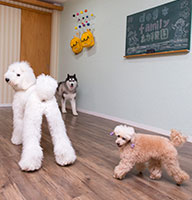 dog*family 犬の幼稚園
