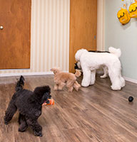 dog*family 犬の幼稚園