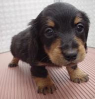 dog*family 犬の幼稚園