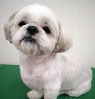 dog*family 犬の幼稚園