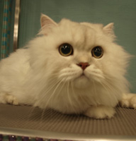 dog*family 犬の幼稚園