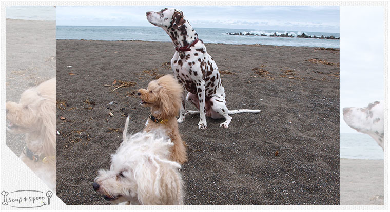 トリミング プードル ドレッド ダルメシアン