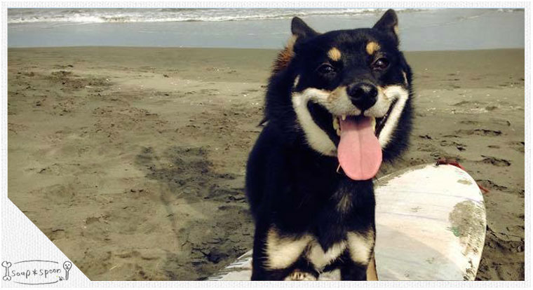 トリミング 柴犬