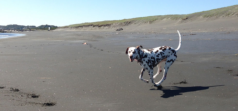 senior dog * daycare service〜愛する家族を最期までHAPPYに〜