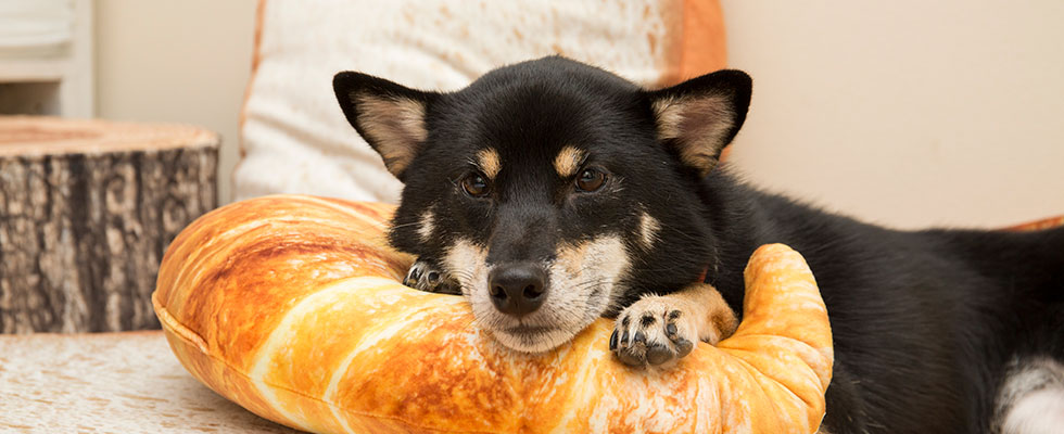 シニアドッグ デイケア サービス 料金表