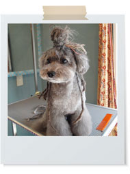 ドレッドモヒカン