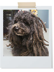 ドレッドモヒカン