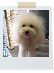 ドレッドモヒカン