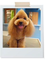 ベイビーモヒカン