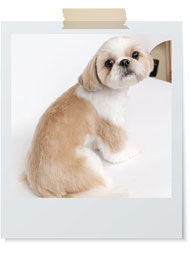 シー・ズー定番ショートヘア