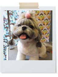 シー・ズーロングトップノット