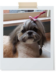 シー・ズー編みこみノット